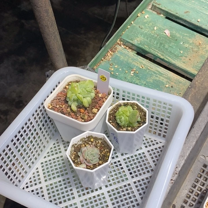 H**然29号一筐3颗多肉