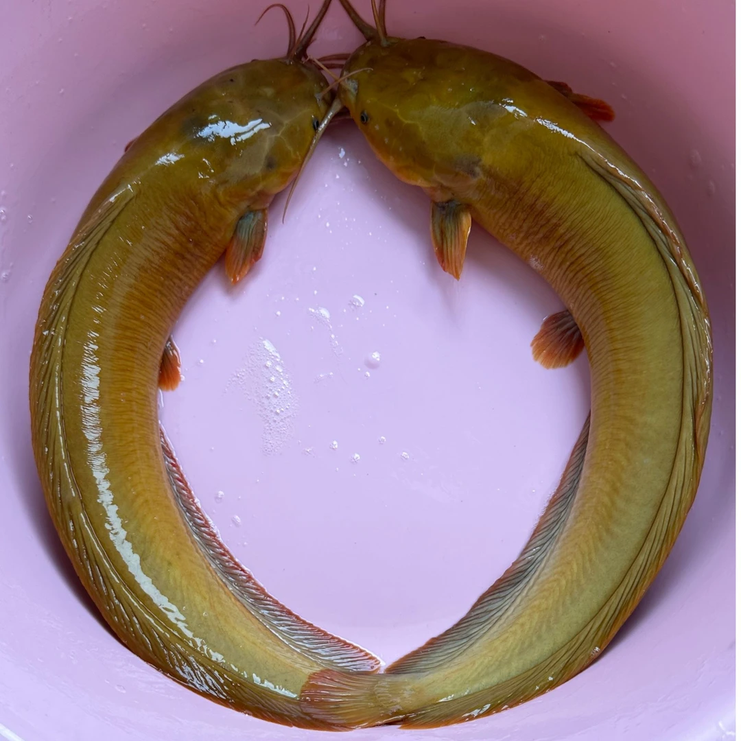 1【浮力链接】用壮一代 塘角鱼胡子鲶包邮宠物活体淡水观赏好养