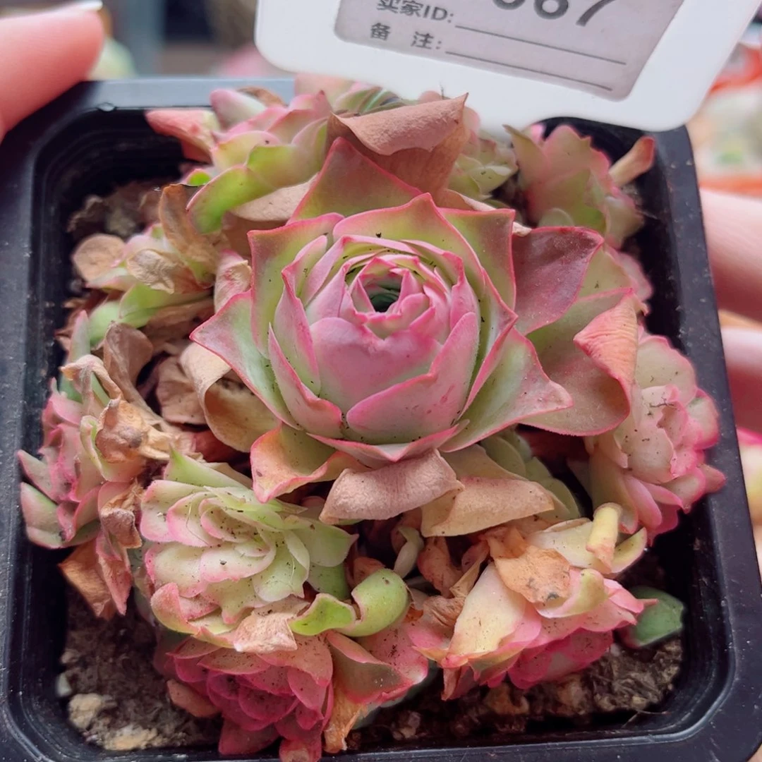 D067 四月天 一物一拍