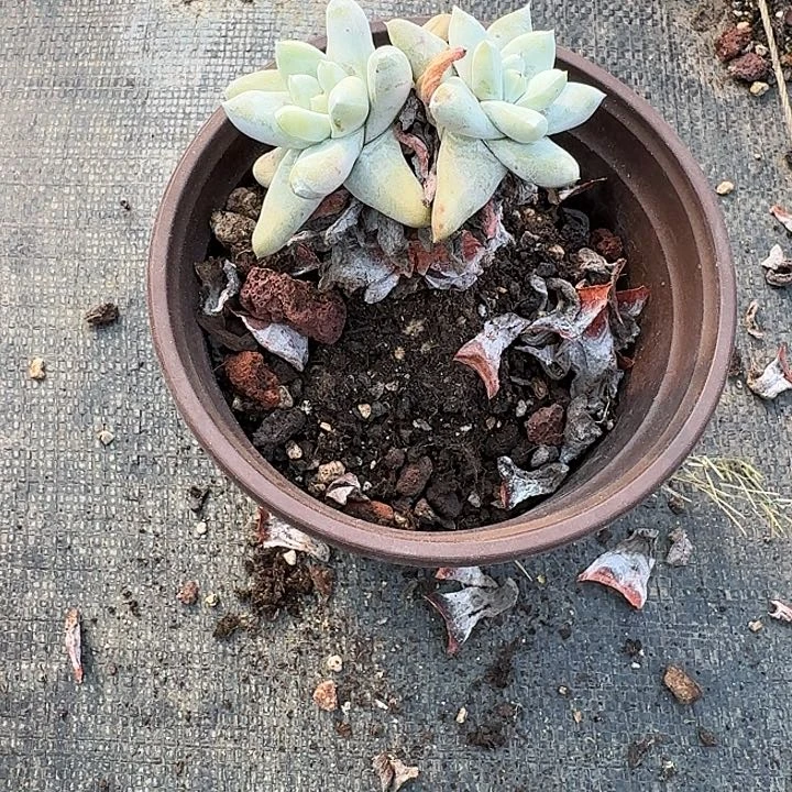 猪*拇指仙女杯多肉植物