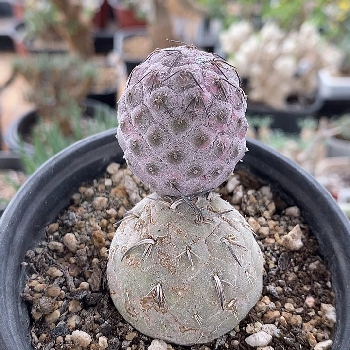 153习志野一一一一一一一