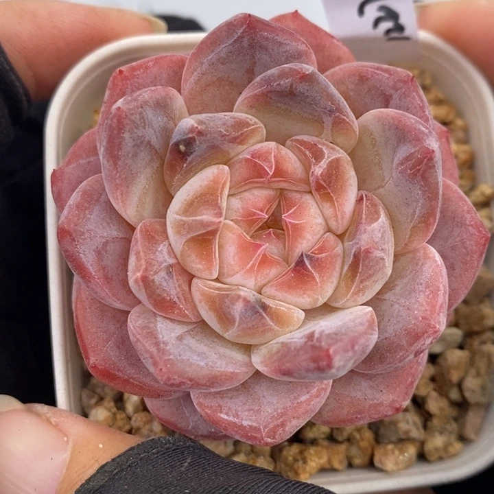 1227-541，粉魄多肉