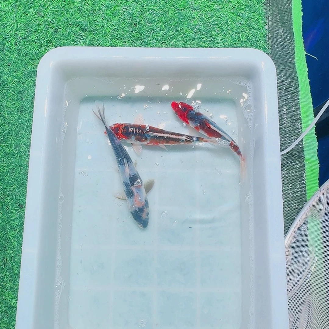 海水鱼血统锦鲤大放漏66