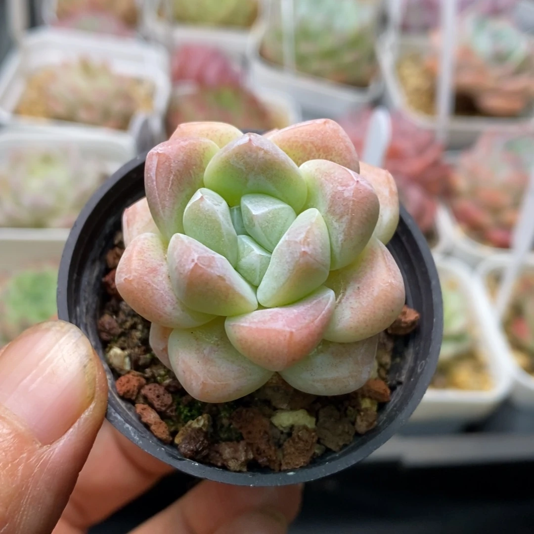 精品多肉一物一拍不包整80
