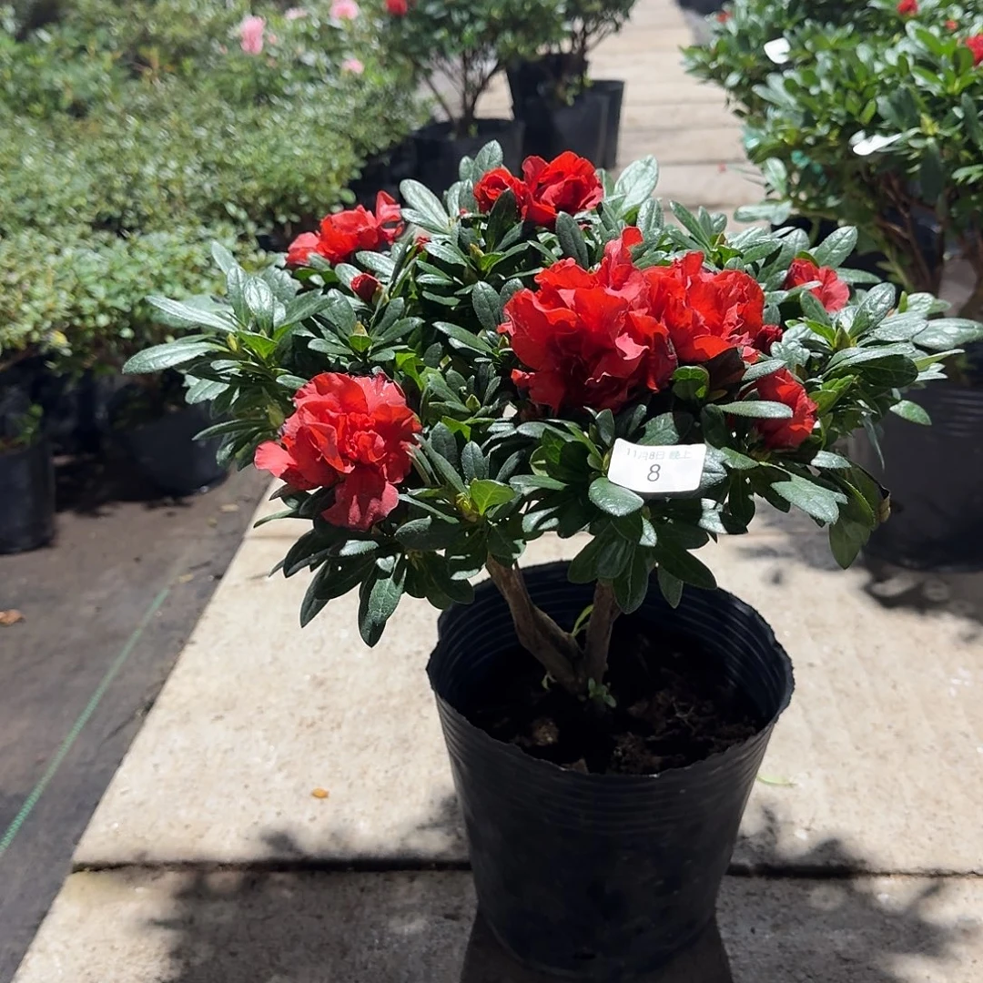 当前无花栽培后可以开花8