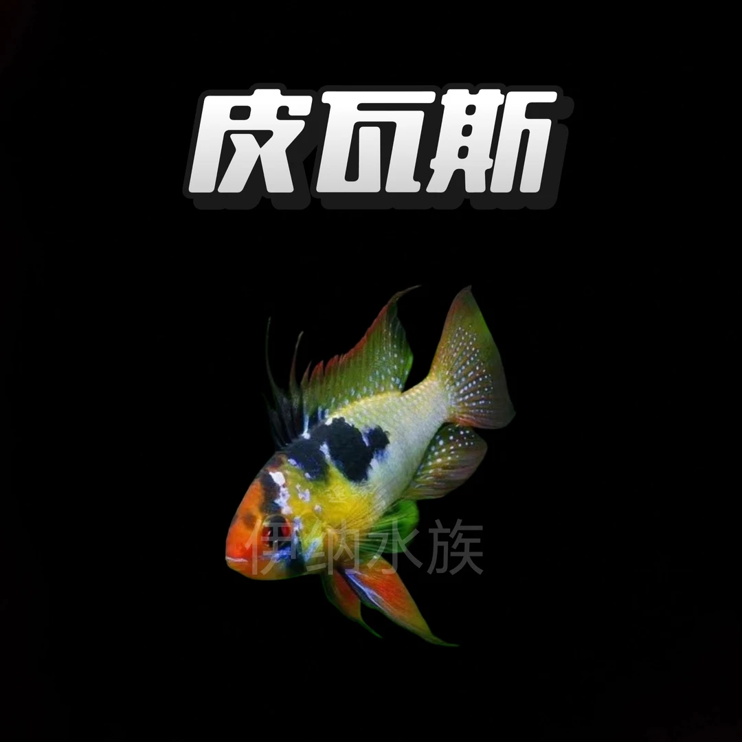 德系皮瓦斯短鲷鱼小型热带鱼
