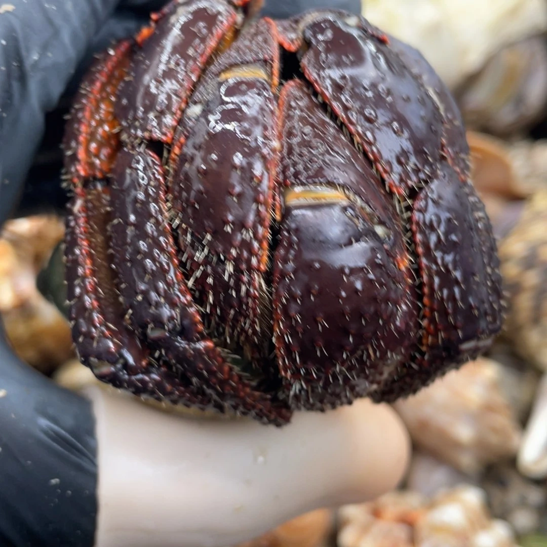 不退不换活体宠物33