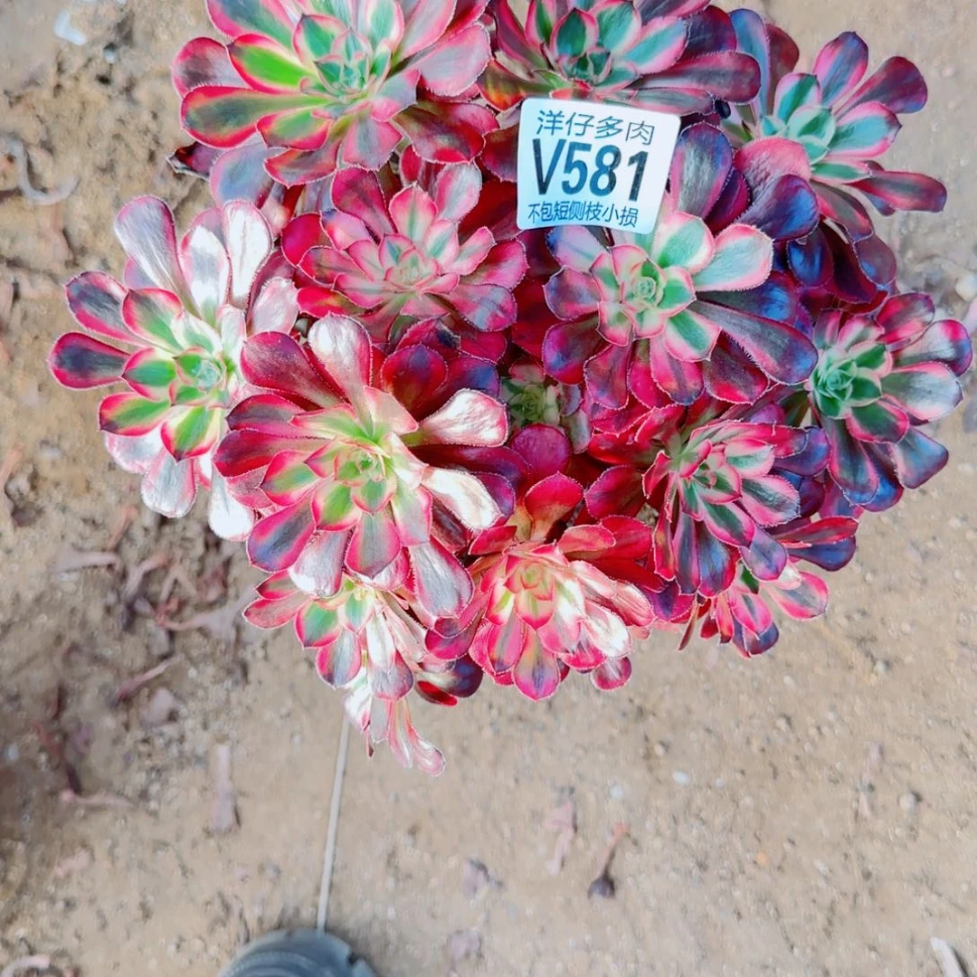 香耐尔发师581冠幅23