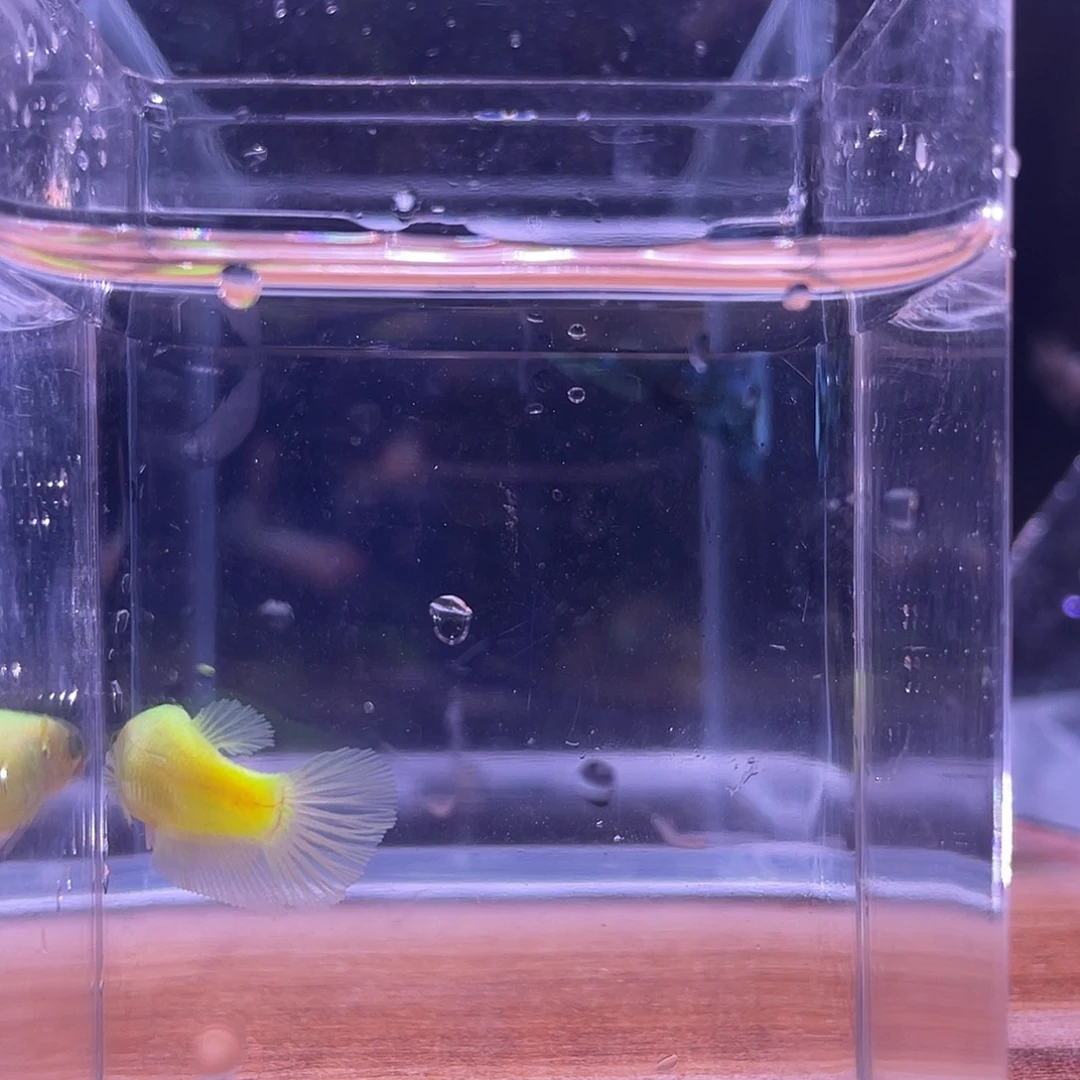 斗鱼可博泰斗092531