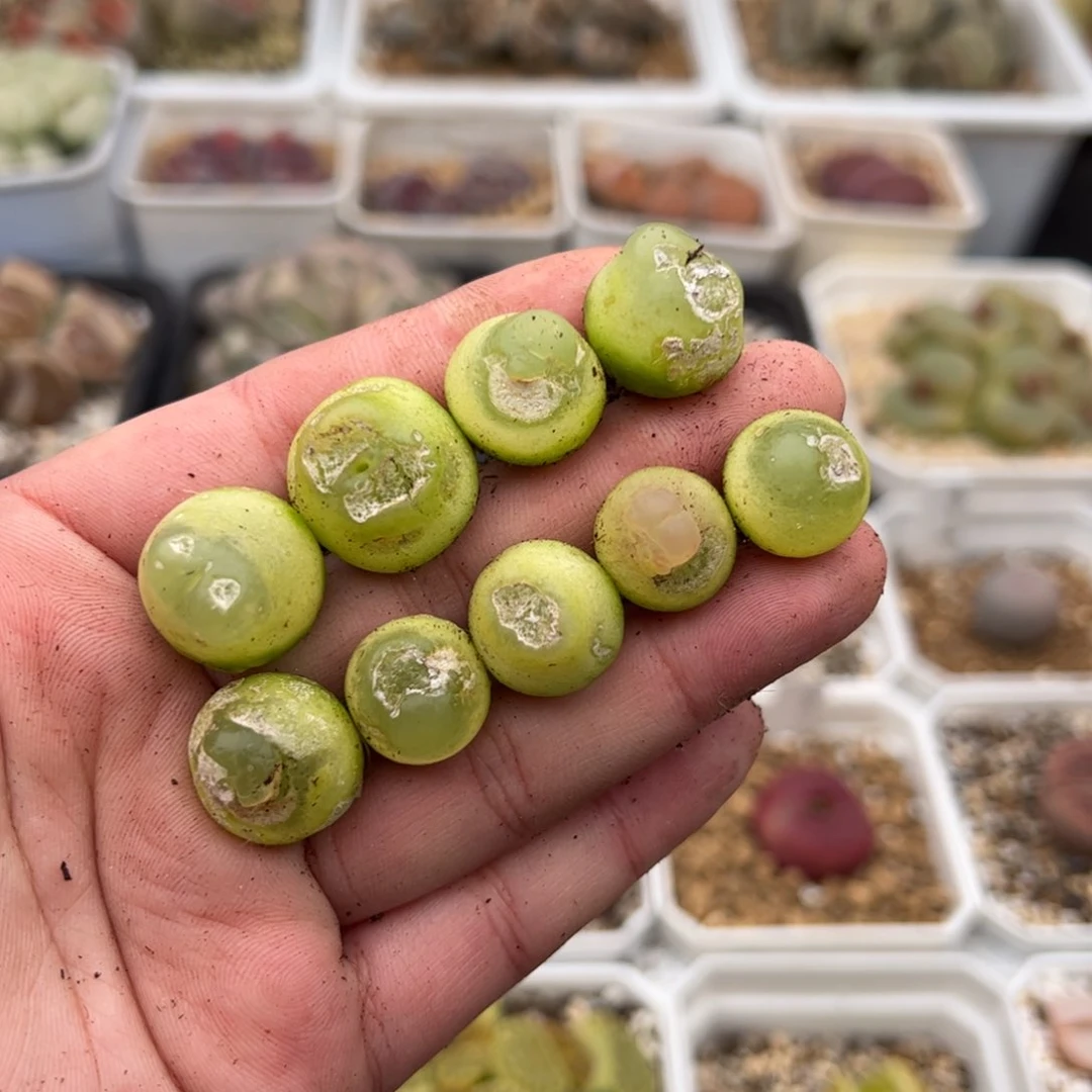 陌*0153号拉登9颗 多肉植物