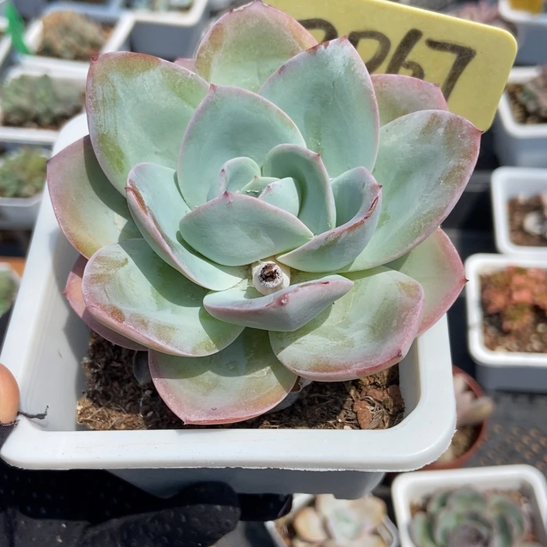 2067布鲁蓝多肉植物保护