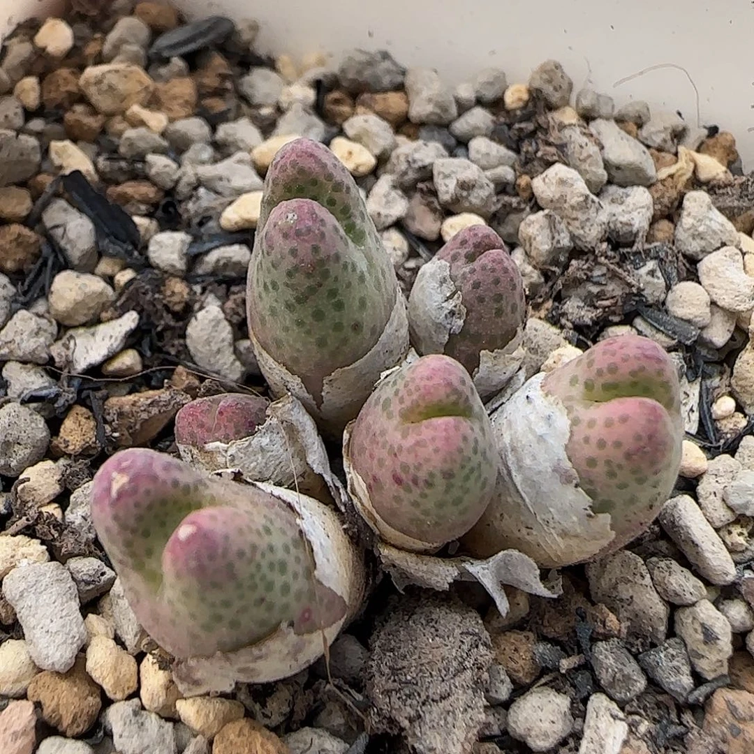 天***空A当天满38包邮火龙果脱土