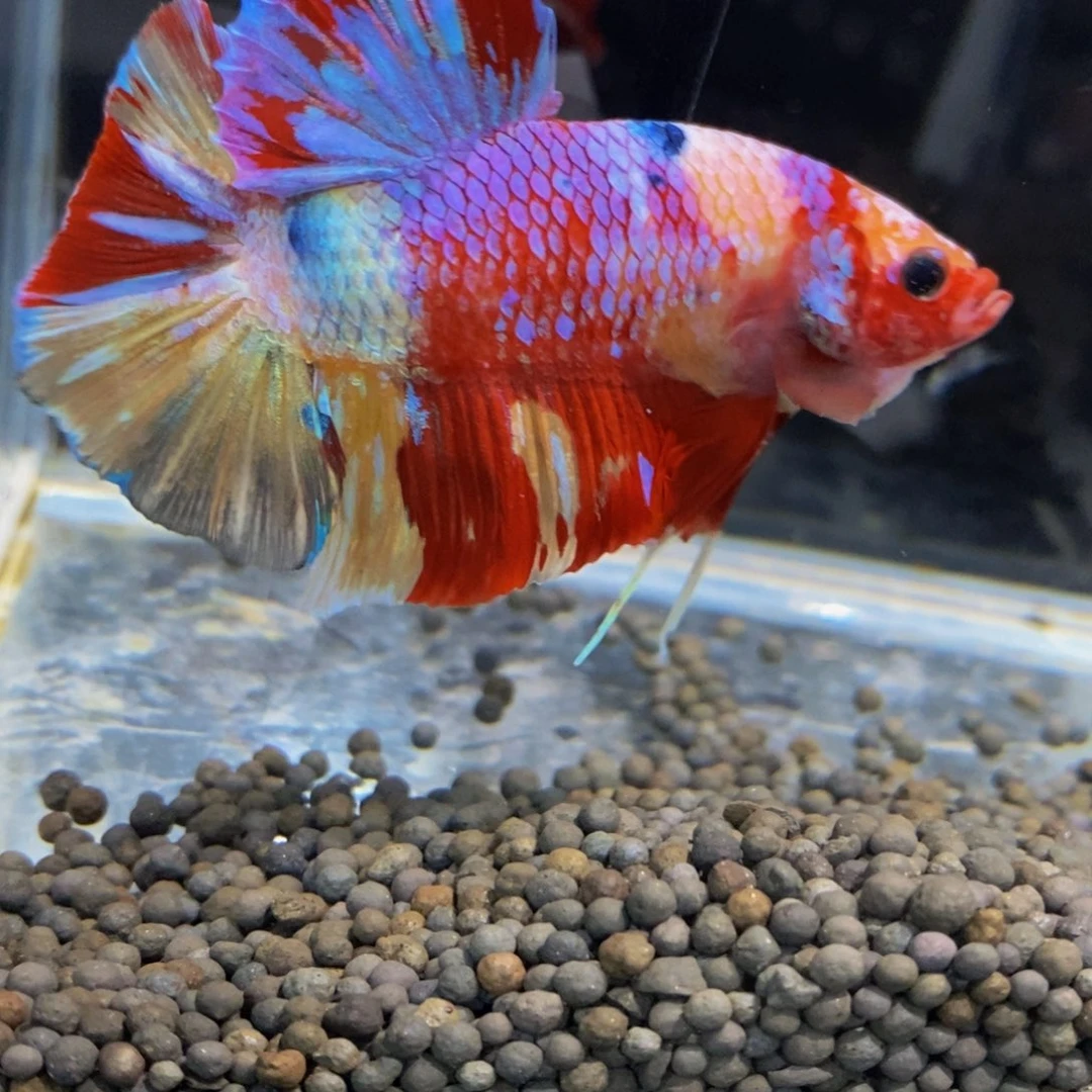 斗鱼395巨斗111111