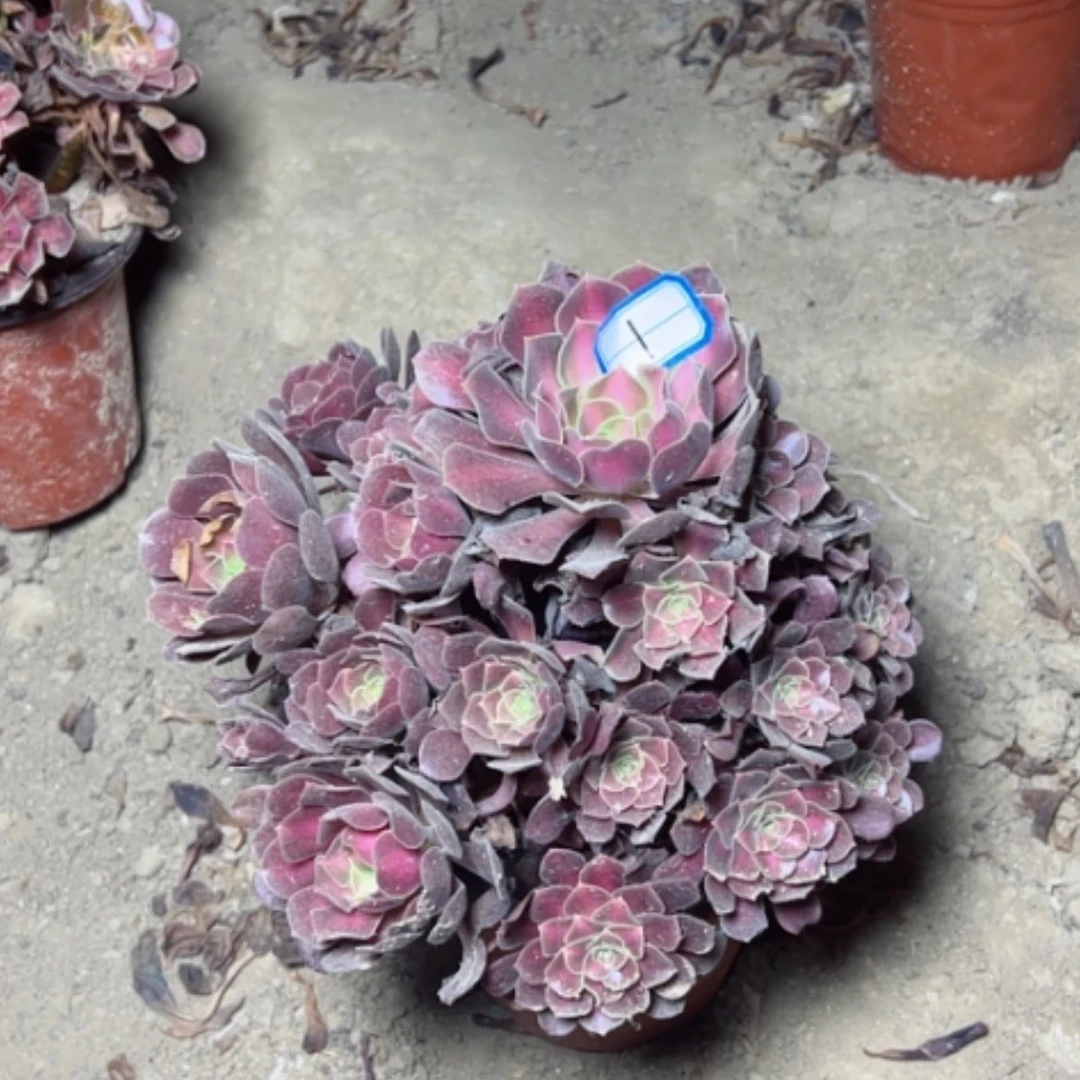 【闪购商品】花纳1