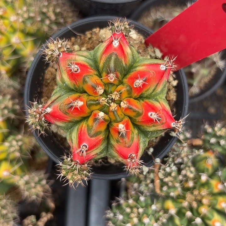 505-0611泰国发货