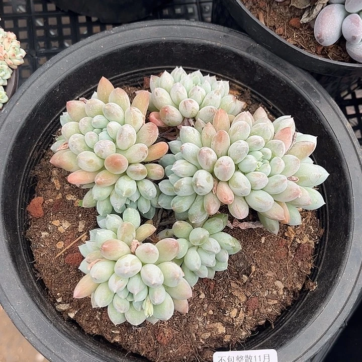 阿雅园艺。        3472奶糖