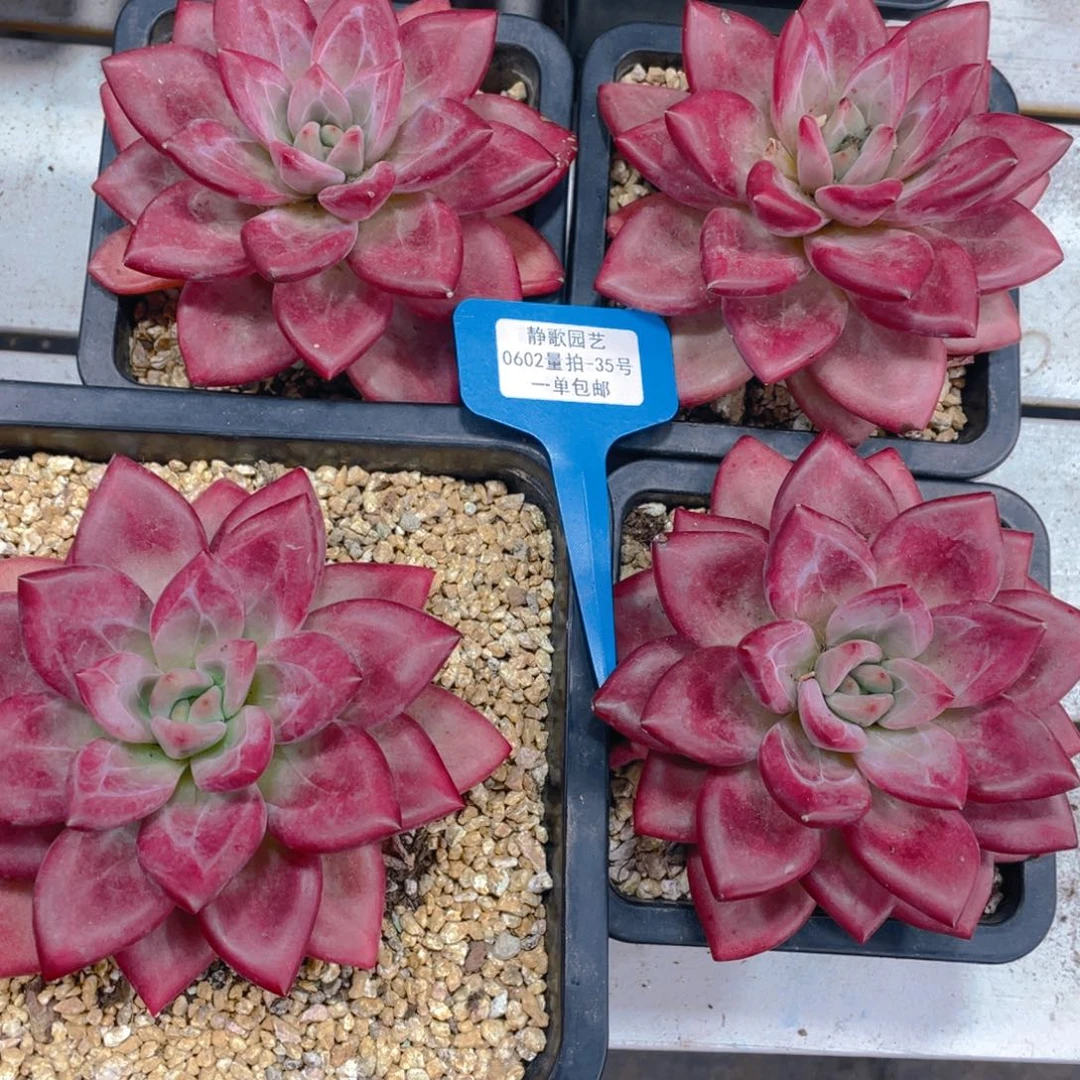 0602-35-大单头全状态赫菲斯托一颗