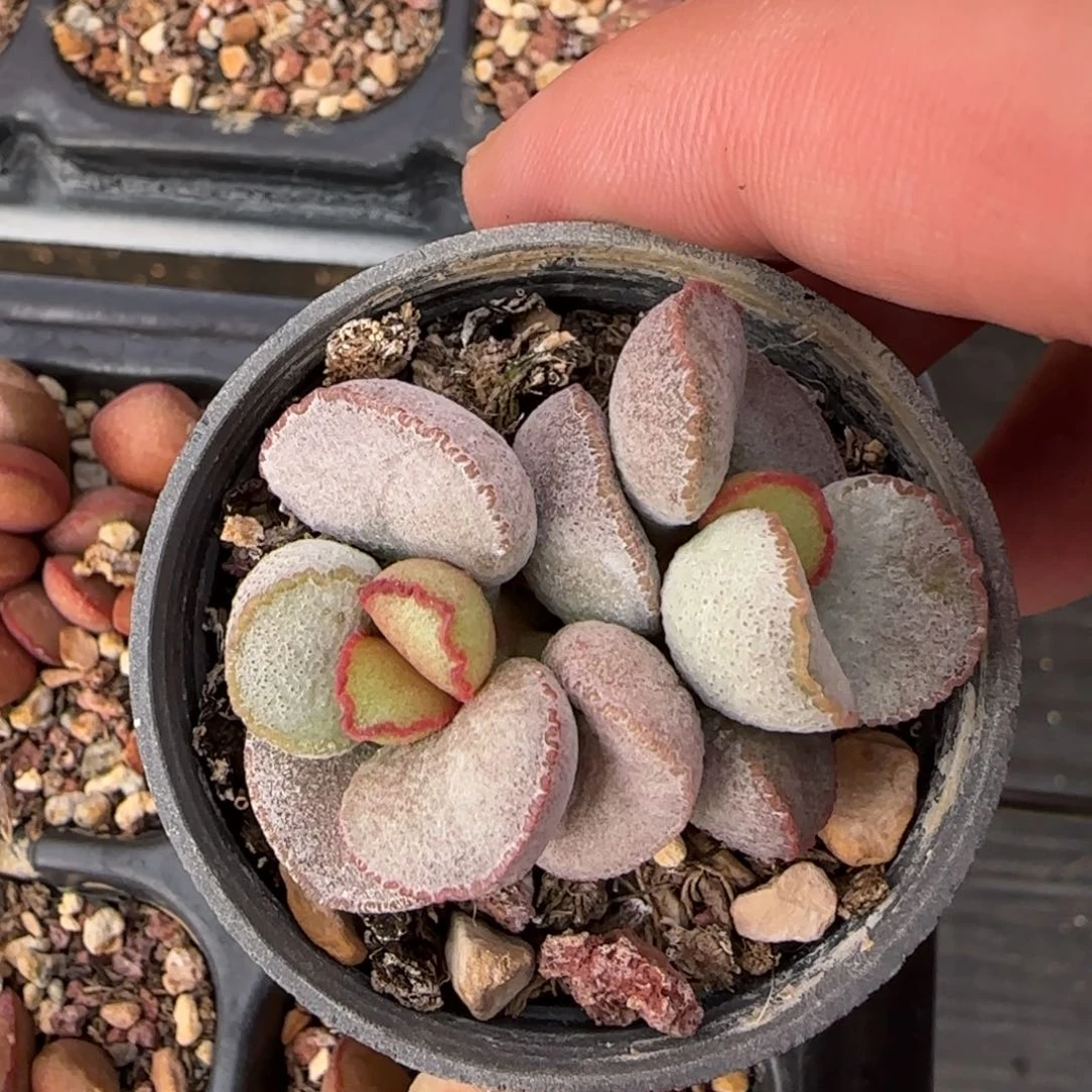 磨砂蛋多肉植物水泡