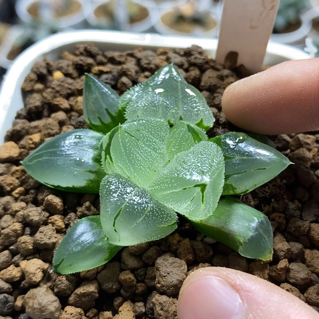 旅****i195巨大化冰城实生