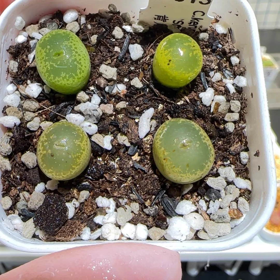 肉锥多肉植物百科-流苏玉1437一盆