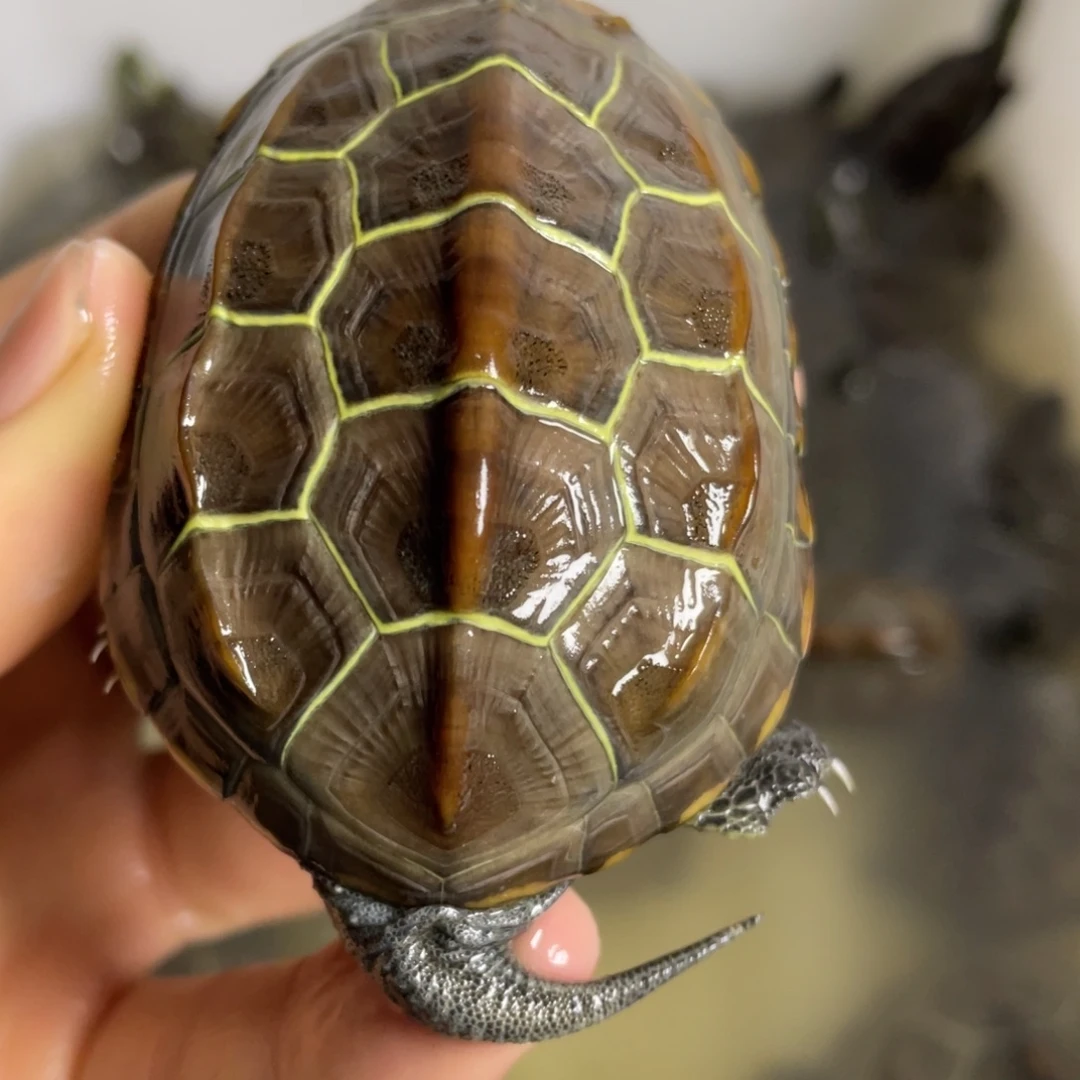 苏北金线冷水草龟