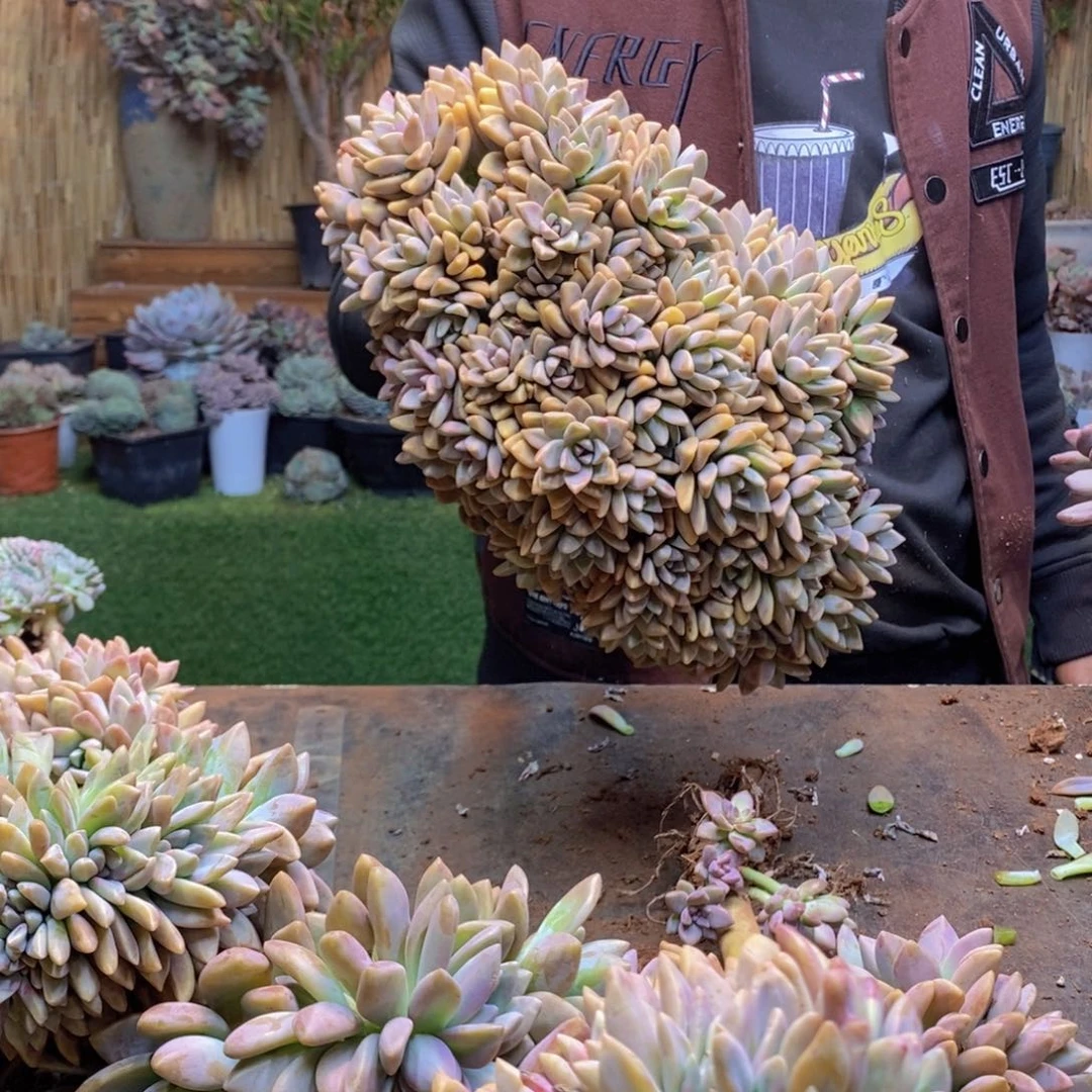 小**才177号淡雪缀多肉