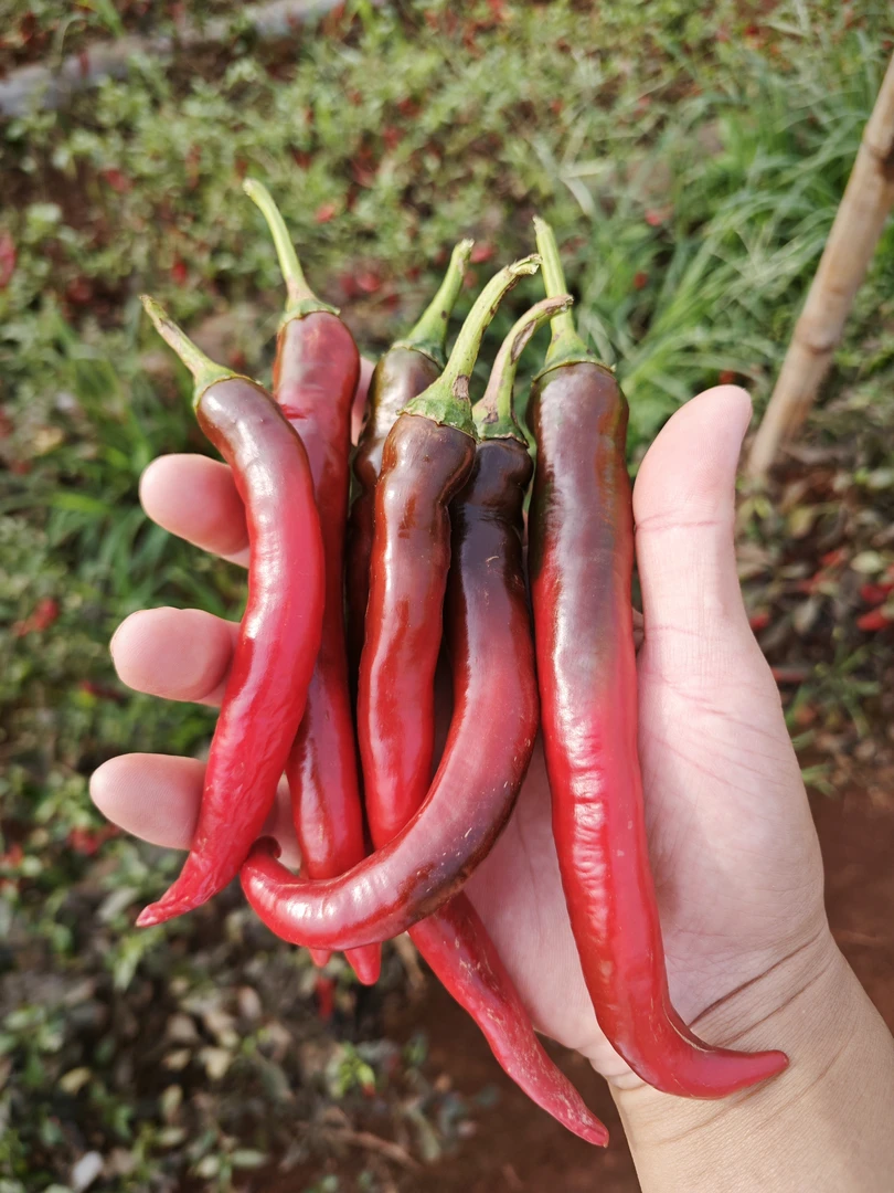 【中辣特辣】正宗杭椒香辣薄皮少籽新鲜青椒辣椒尖椒长线青线椒农家