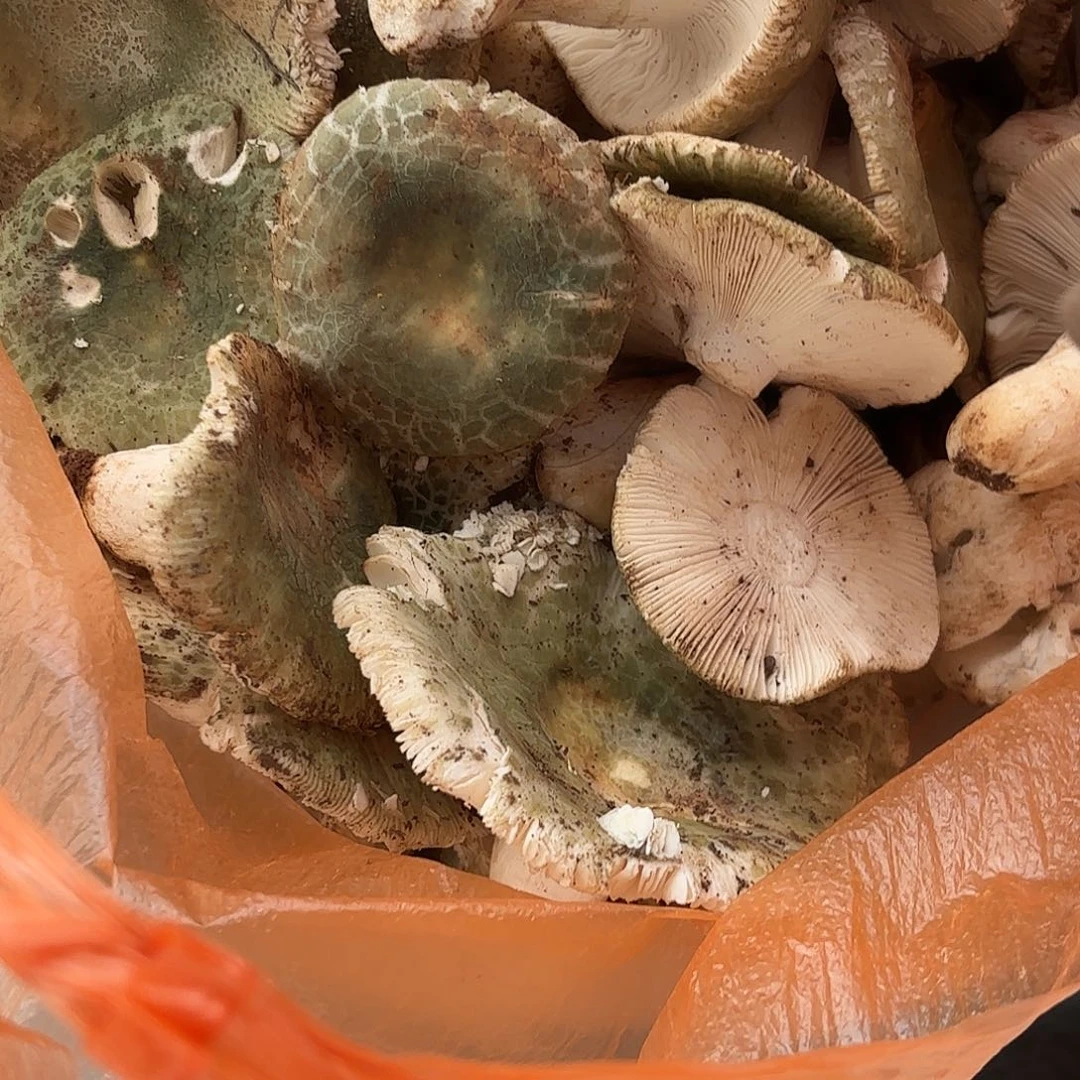 鞋***沙云南南华野生菌中国大陆