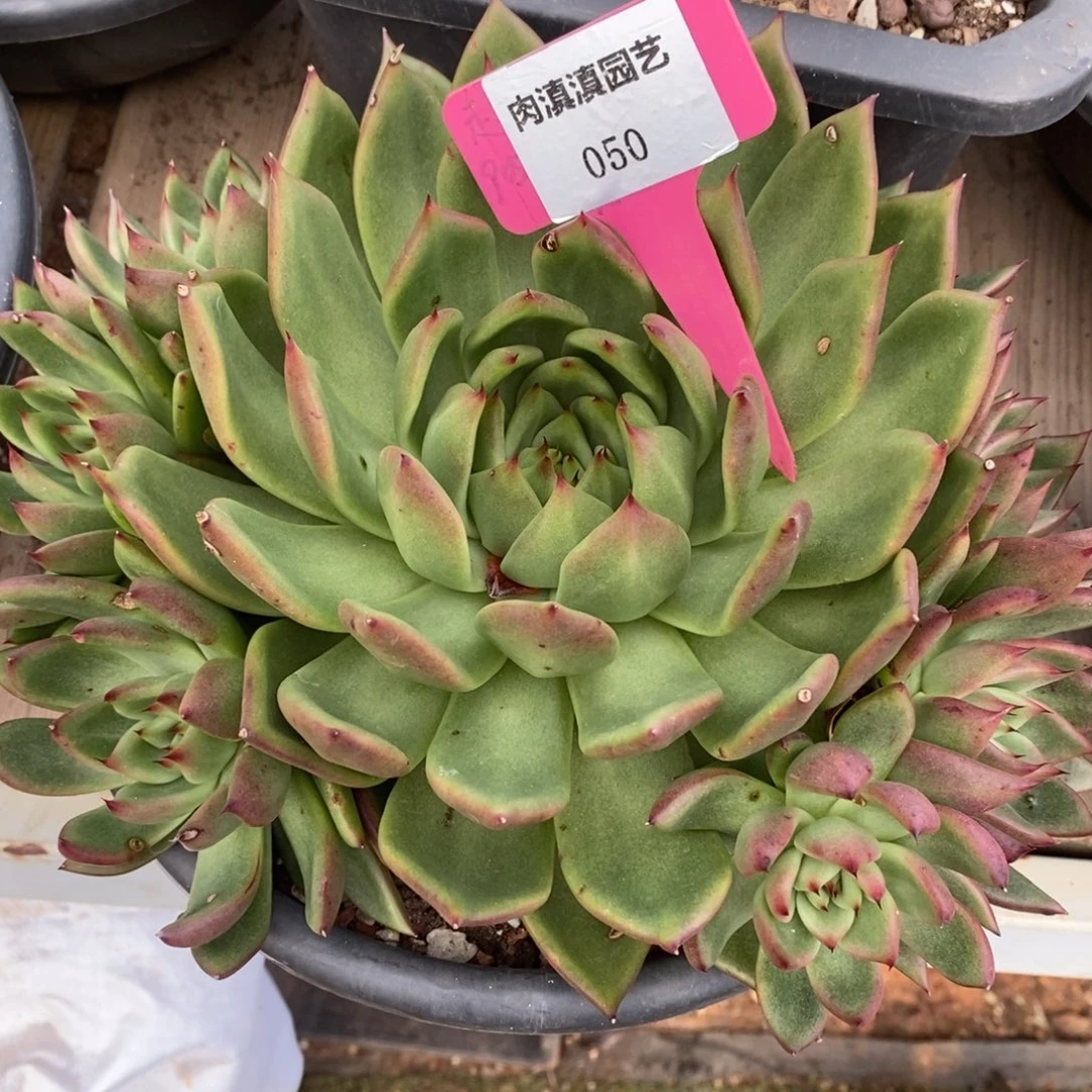 x050-多肉植物 手捧