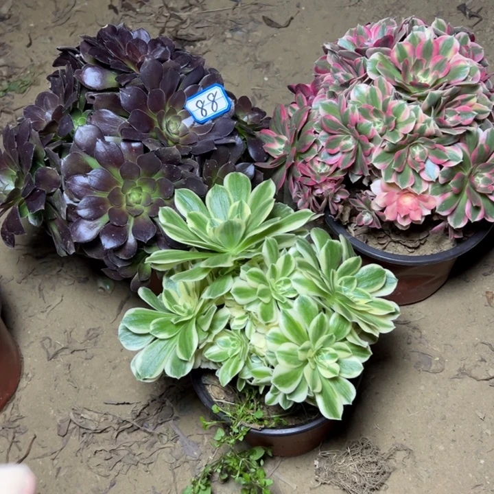 多肉植物断枝不包88