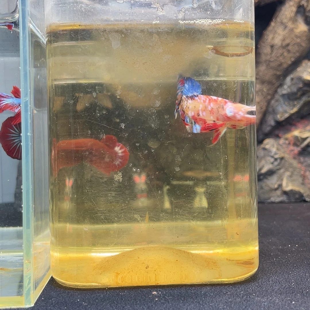 斗鱼九月二十四日竞价