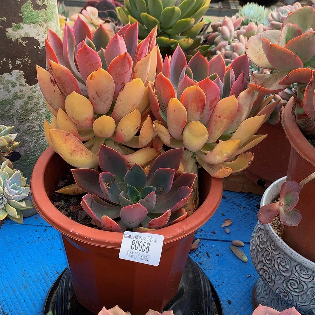 格**祥    紫气东来80058