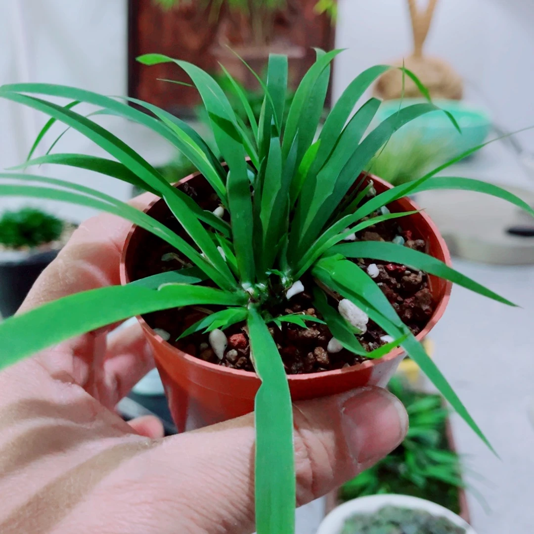 逐***。无花朵牛顶菖蒲苗逐青先生99998