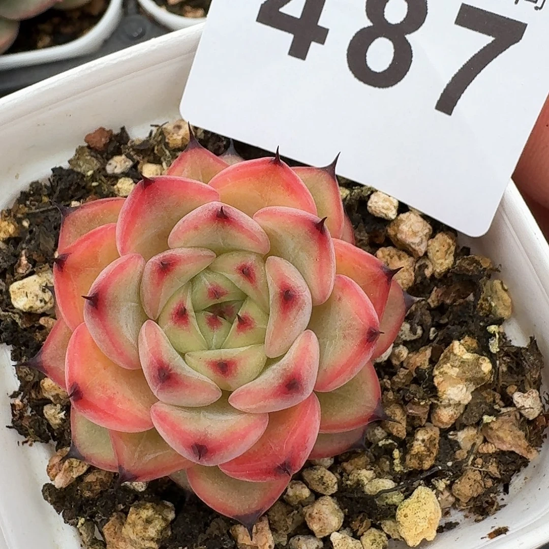 星光珍妮            精美多肉植物