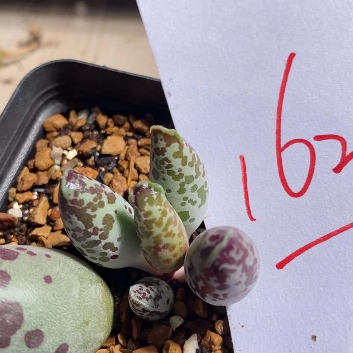 16261一个一个一个