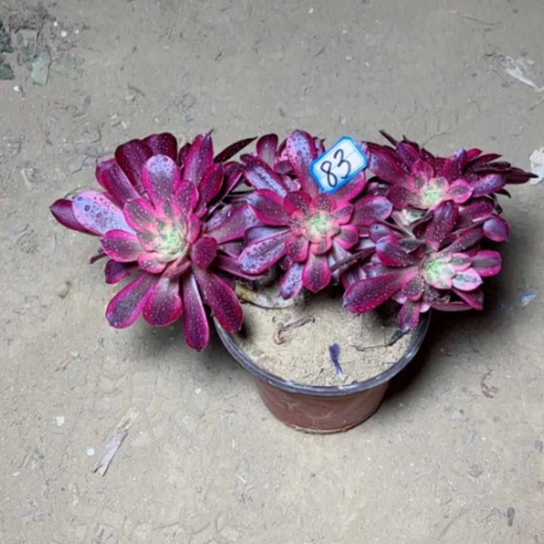 【闪购商品】梦***。多肉植物美杜莎83