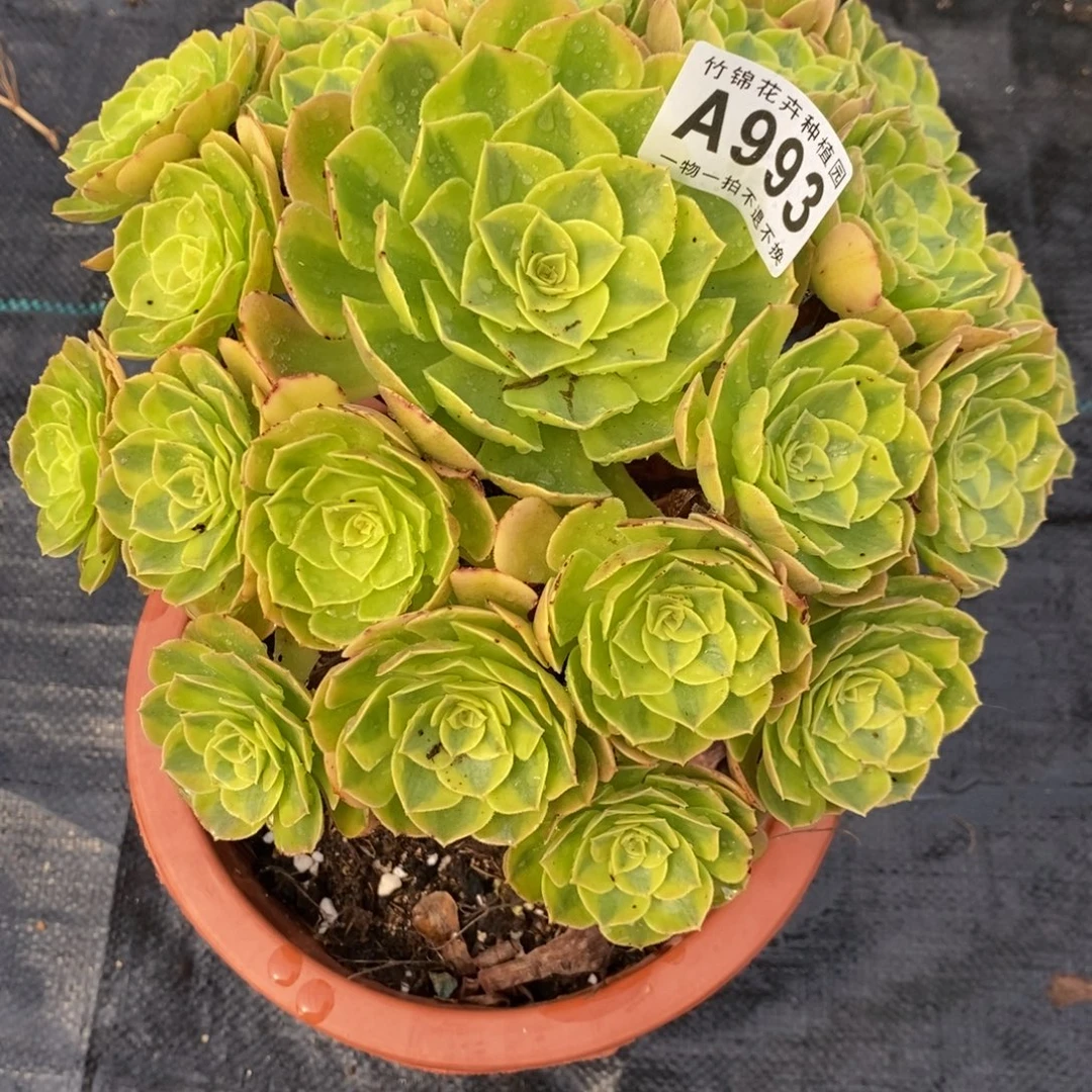 993雨荷福利妖桩小