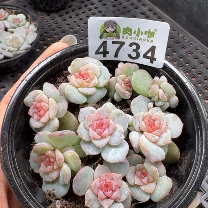 多肉植物多肉植物