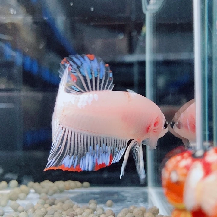 斗鱼黑23号巨斗将军