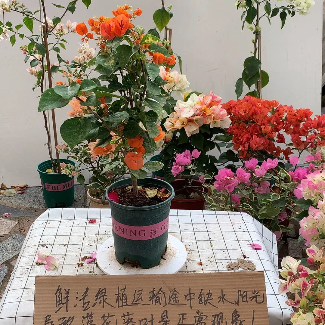 大部分花苞少量开放