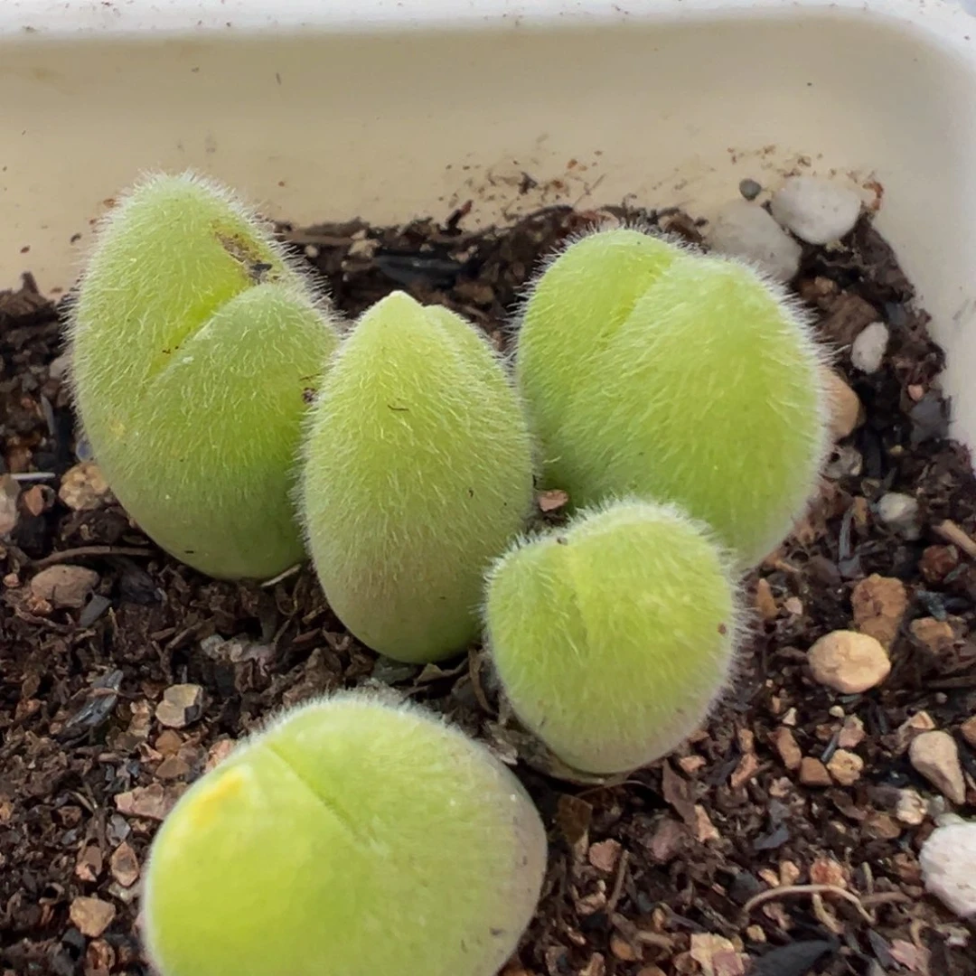 58多肉植物百科植物