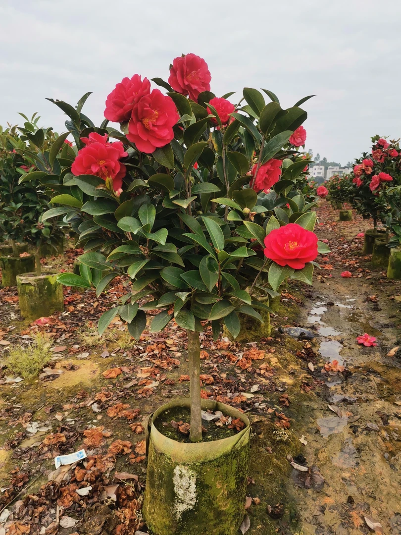 四季茶花盆栽耐热耐寒阳台绿植室内外易活月季花树四季开花树