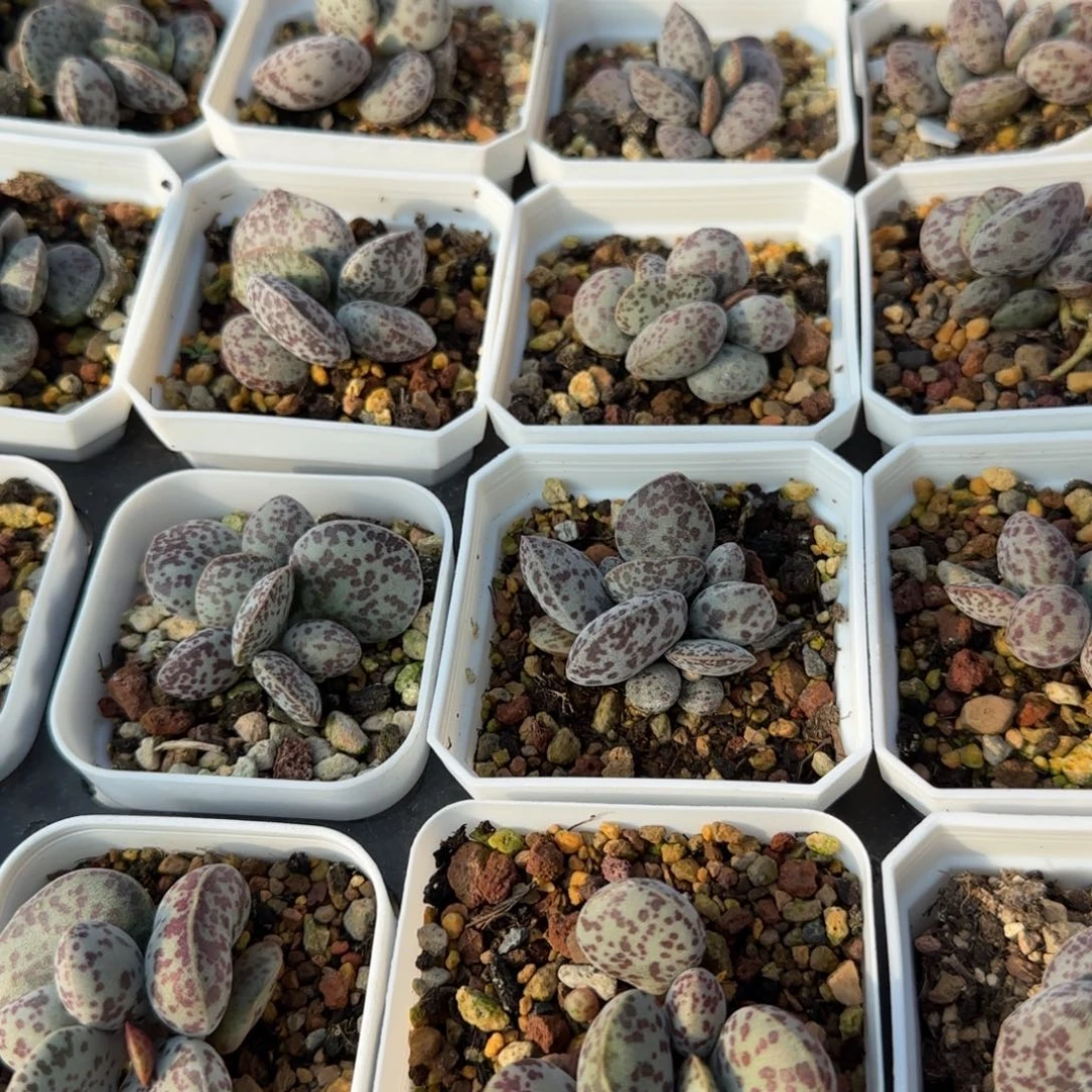 单颗花旦量拍链接