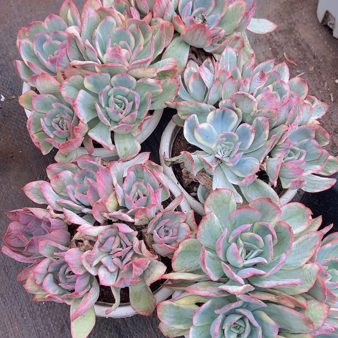 绮罗仙子锦多头大盆群锦