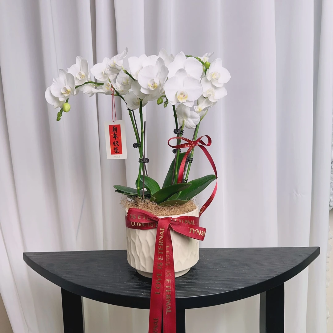 【阿玛蝴蝶兰】腊八花材蝴蝶兰室内兰花花卉年宵花室内四季好养