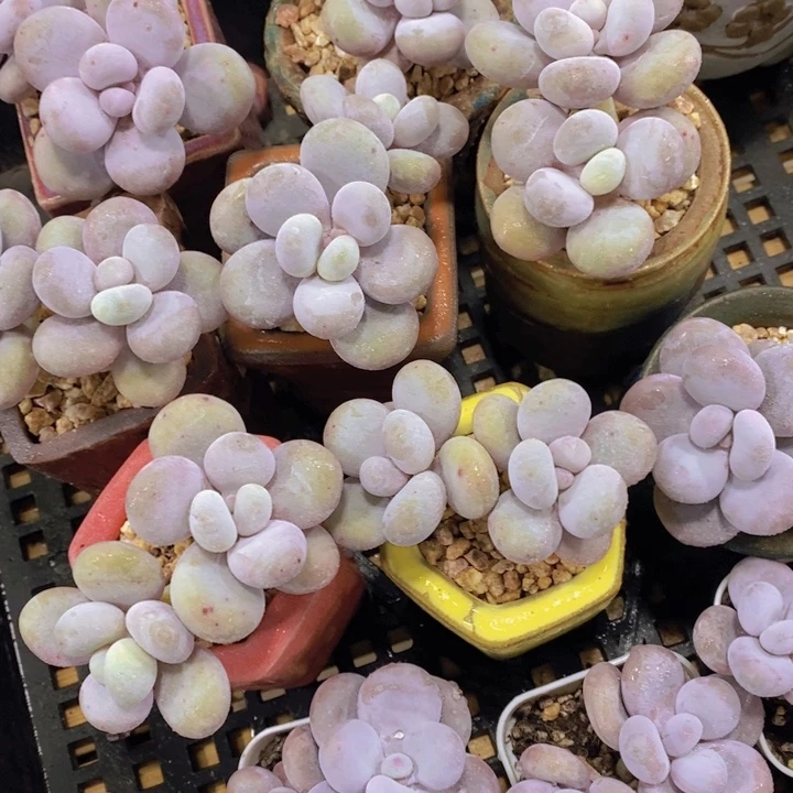 量拍87号 老桩飘枝水光针原始奶酪一颗