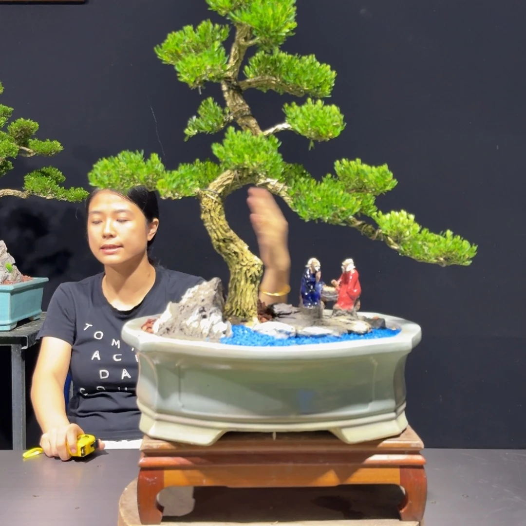 无花朵广东黄杨盆景