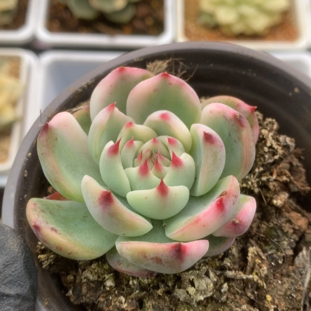 586锦锦锦锦锦锦锦锦