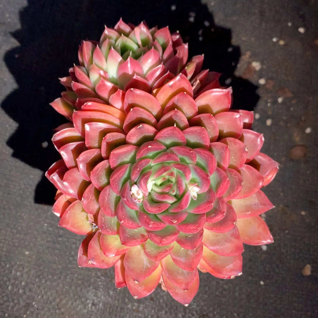 6753新年快乐发发发