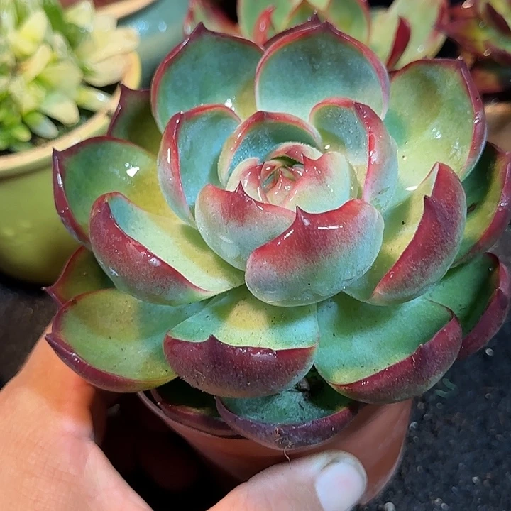 勺型惊鸿一物一拍包装收缩花旱